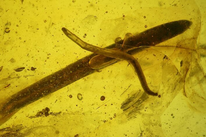 Detailed Fossil Fly Larva (Diptera) & Gymnosperm Leaf In Baltic Amber #207510